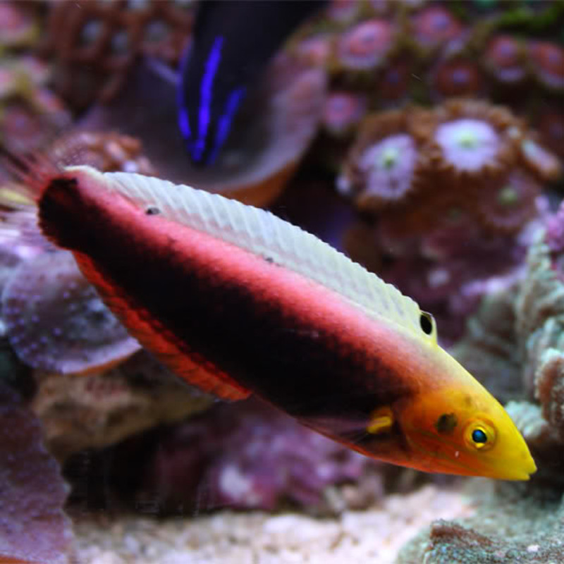 Halichoeres iridis : 6-9 cm